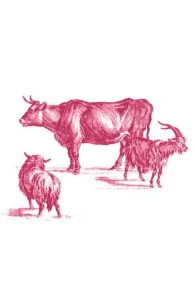 T-shirt Sajou Recto Verso Taille S 5 T-shirt Sajou Recto Verso Taille S – Image 5